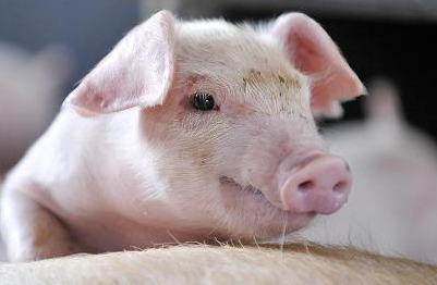 8月22日,环保部召开例行记者会,会上通报了2017年上半年《水污染防治行动计划》重点任务进展情况。