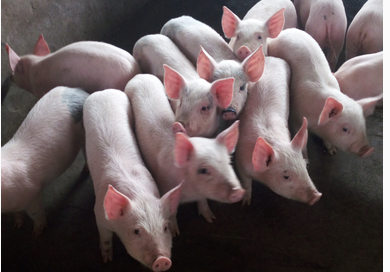 养猪也要精打细算,这些钱不能白花!