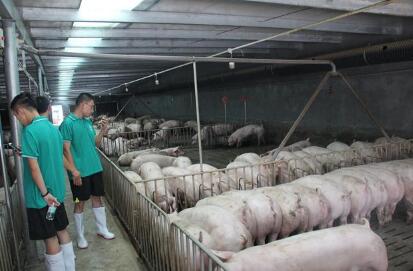 有这三种思想的养猪人,还是趁早放弃养猪吧