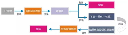 仔多健——专注于母猪生殖营养保健