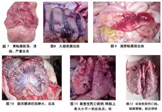 “护士下乡 五菜一汤”之蓝耳调控方案