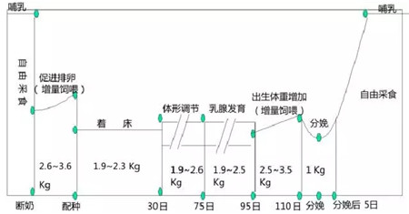 仔多健——专注于母猪生殖营养保健