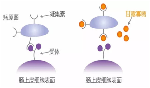 净霉宝——强效吸附脱毒+酶解+解毒+抑霉+功能调节