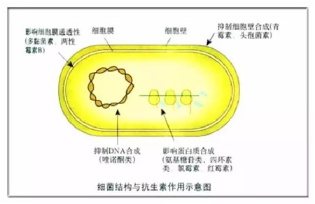 母稳康——专注于分娩母猪保健消炎