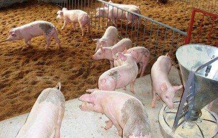 防不胜防！业内人士揭开饲料行业造假百态