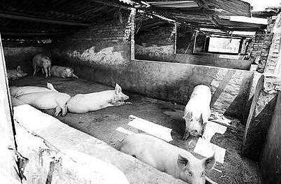 胆大！海南陵水一居民竟然在主城区内养猪……