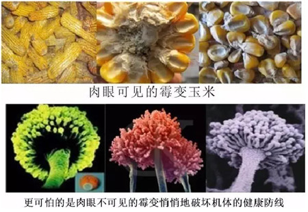 霉菌毒素防治方案！