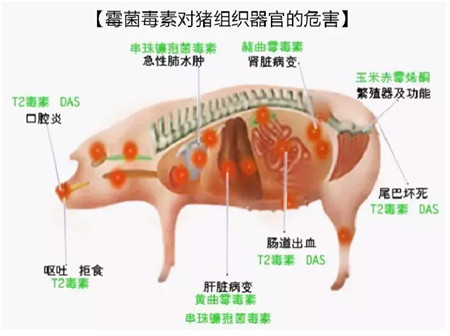 霉菌毒素防治方案！