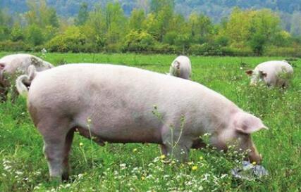 值得关注:母猪胎龄偏老,淘汰或集中爆发