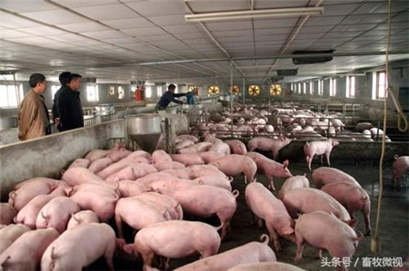 老场长关于三种猪病治疗经验总结