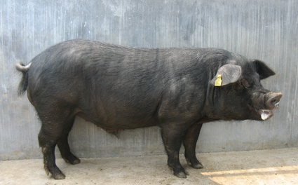 日前，天邦汉世伟阜南县百万头现代化生猪养殖暨精准扶贫项目在地城镇举行开工仪式。