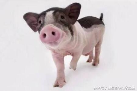 通过猪的大小便，学会探知猪病