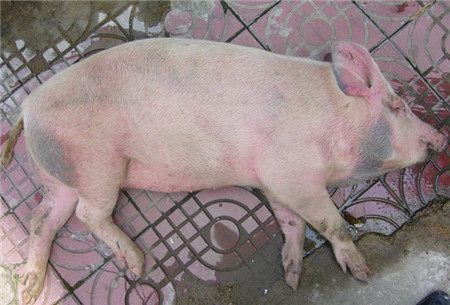 于康震:采取超常规措施 强化布病防治工作