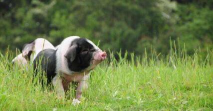 2017年养猪界的三件大事!养猪人必须得了解