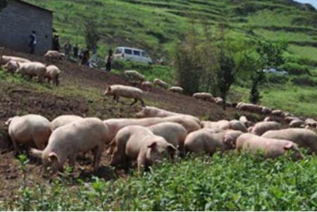 环保高压不可怕:未来3类养殖企业获国家认可,4大商机价值千亿