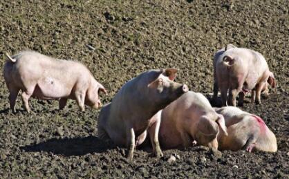 江西一学校内办起养猪场 五千师生整日闻恶臭