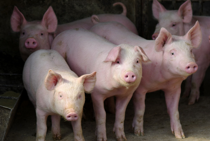 养猪场需要办理以下手续: