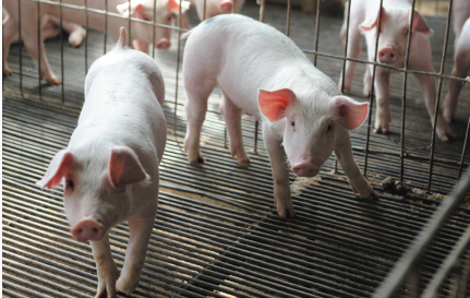 这个小乡村每年要给首都供应上万头生猪