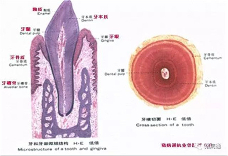 如何对仔猪科学的断牙？其实你不一定知道
