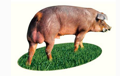 其实影响养殖户赚钱与否也有三个至关重要的因素。夏季的蚊子，全年的猪价和猪场的猪病。如果夏季猪场蚊子少，全年猪价好，猪病少，那么怎么着也是赚钱的，反之亦然。