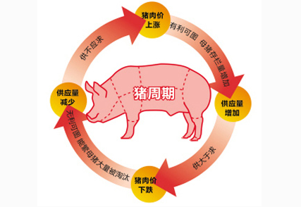 最近,行业媒体上经常出现“规模猪场倒闭、跑路"的新闻报道,加上央视媒体连续报道“猪周期”、“猪价伤农”等新闻,让养猪业再次引发大众媒体的普遍关注和报道,如何破解猪周期,中国养猪业的未来格局如何?