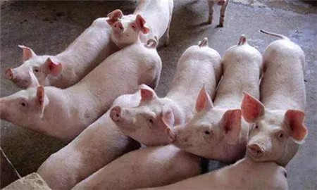 秋冬季节如何预防新购仔猪不生病？