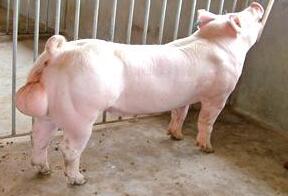 猪生病就得打针！这种方法针对性情暴躁的公猪，简单有效！