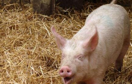 养猪要赚钱需要先看市场,整体将处于一个不错的水平之内