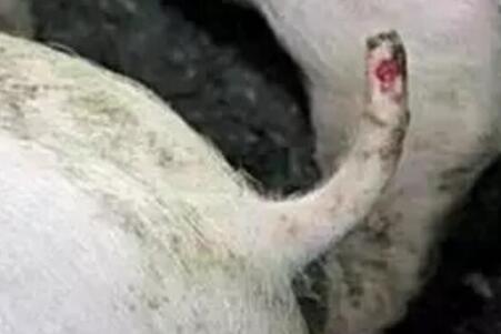 怎样解决猪咬尾症？