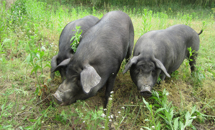 猪价上涨有望!但是养殖户却高兴不起来,这是为什么?