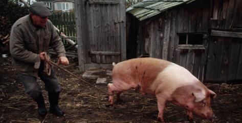 利益至上还是契约至上?养猪扩张的新问题