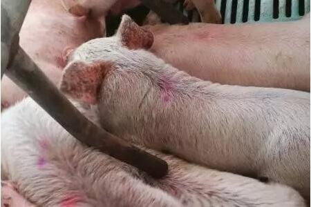 老兽医教你，猪病治疗绝招总有一招适合你