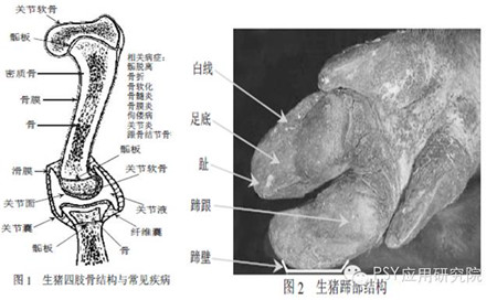 猪肢蹄病的研究进展及防治