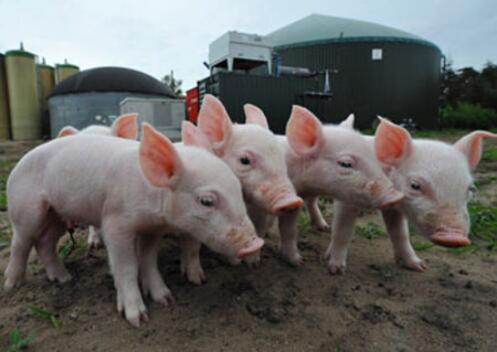 猪场建错地方不仅会被拆，甚至坐牢！