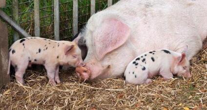 下半年中小规模猪场或将迎来转机,原因有三……