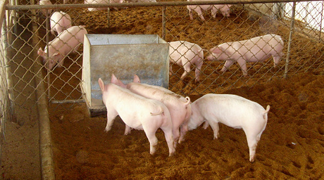 提起养猪补贴,不少中小规模的养猪人颇有情绪。说到底,还是因为拿不到补贴。这些补贴多是针对大型规模化的养猪场,咱中小养猪场也只有看看的份。