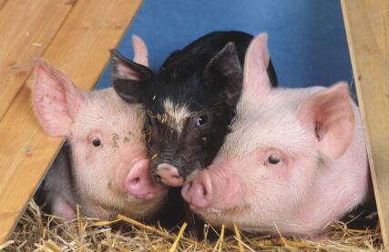 临储拍卖“强势回归”,新玉米价格“一路飙涨”有风险!