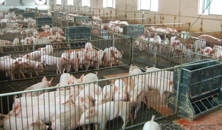 养猪人就不要再错下去了,一定要根据季节控制好温度,掌握好了温度你的猪场少花钱反而问题会很少;