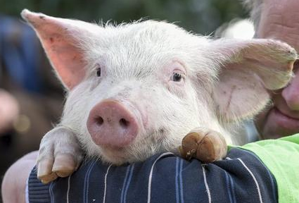 近日,遂宁一名小伙因想当网红,特地从市场买了一头猪来训练其跑步,为了赚得粉丝的关注和打赏,小伙子还专门叫上女友赶着小猪徒步近200公里