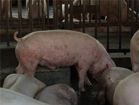 猪身上起红斑？千万别忽视！