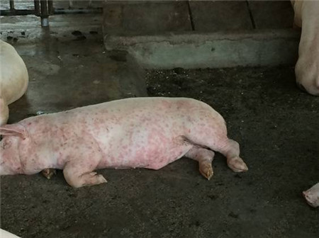 猪身上起红斑？千万别忽视！