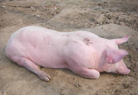 警惕！夏秋交替之际猪胀气高发，处理不好易致猪死亡