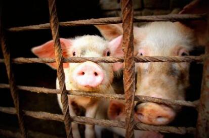 大银山续:3处病死猪掩埋点 挖223.5吨污物