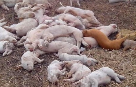 核心提示:湖州工业和医疗废物处置中心有限公司先后6次将病死猪拉出掩埋,累计掩埋数量约300吨。