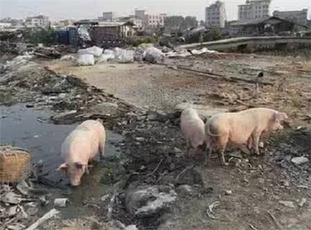 环保:未来4年,这10个区域的养猪业要重点治理 !