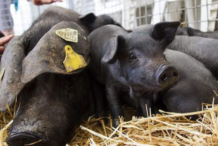 与其发愁猪价不涨,不如养这种猪