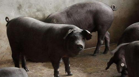 与其发愁猪价不涨,不如养这种猪