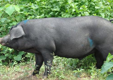 与其发愁猪价不涨,不如养这种猪