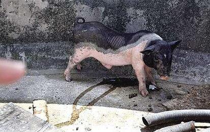 重庆一住户顶楼养猪 三个月体型大增邻居连连叫苦