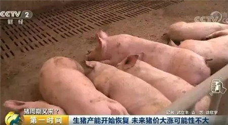 养猪巨头拼命扩张  8家目标已超2.2亿头 央视称产能恢复